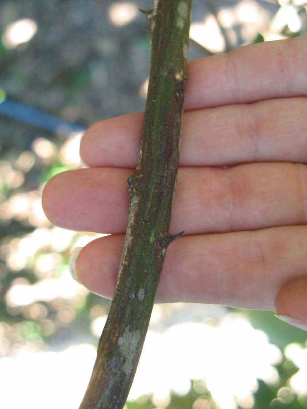              Second - third year twig (Winter Haven, FL)       